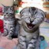 Cat Avatar   