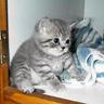 Cat Avatar   
