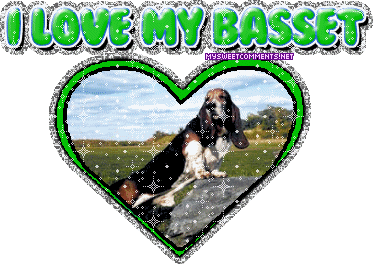 Basset