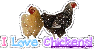 Chickens picture