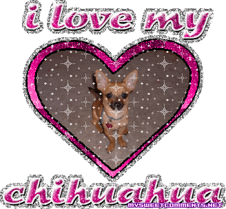 Chihuahua picture