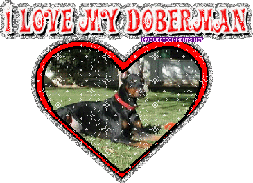Doberman