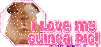 Guinea Pig   