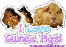 Guineapigs picture