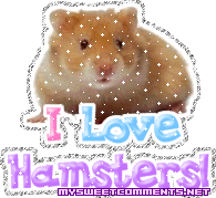 Hamsters picture