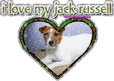 Jackrussell picture