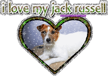 Jackrussell