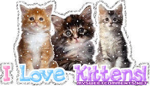 Kittens picture