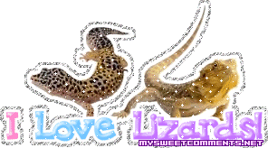 Lizards picture