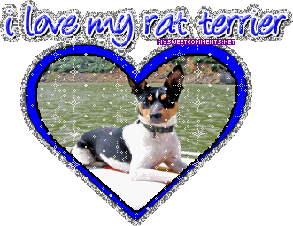 Ratterrier picture