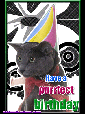 A Purrfect Birthday picture