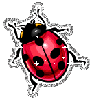 Ladybug  