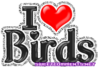 I Love Birds picture