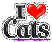 I Love Cats