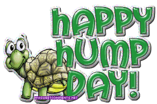 Hump Day Turtle